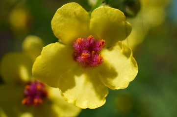 bunch of yellow flowers