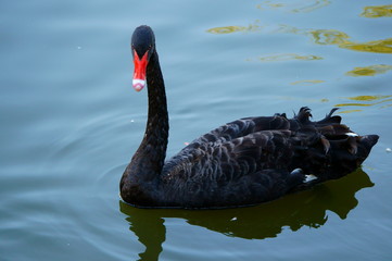 swan on lake