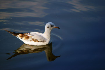 seagull in the sky