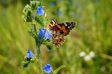 butterfly on flower