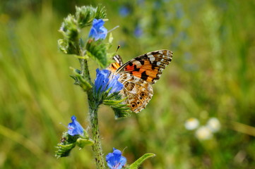 butterfly on flower