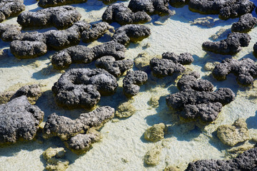 View of microbial mats stromatolites at the Hamelin Pool in Shark Bay, World Heritage area, Western Australia