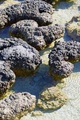 View of microbial mats stromatolites at the Hamelin Pool in Shark Bay, World Heritage area, Western Australia