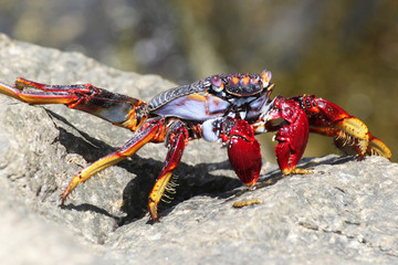rote_Klippenkrabbe