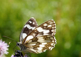 Naklejka premium butterfly on flower