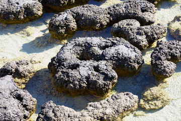 View of microbial mats stromatolites at the Hamelin Pool in Shark Bay, World Heritage area, Western Australia