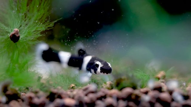 Zebra shark loach look for food from aquatic soil in fresh water aquarium tank. Concept of small pet with beautiful life for relaxation of people.