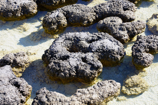 View of microbial mats stromatolites at the Hamelin Pool in Shark Bay, World Heritage area, Western Australia