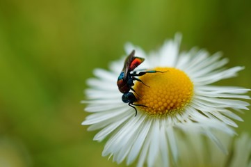 bee on flower