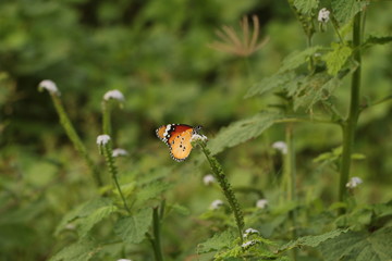 Butterfly in flying around in wild bushes