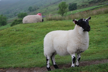 wild sheep in the welsh mountains