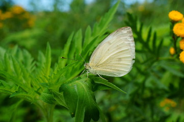 butterfly on leaf