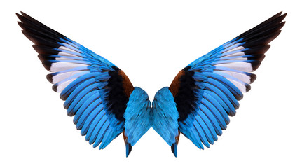 Obraz na płótnie Canvas winged bird isolated on white background