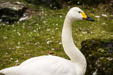 Whooper swan at Burgers' Zoo in Arnhem, the Netherlands
