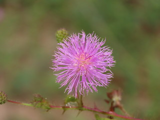 flower of thistle