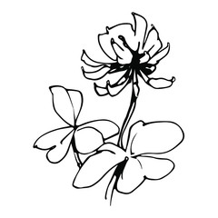 white clover flower with leaves vector illustration in black ink isolated on white background in hand drawn style