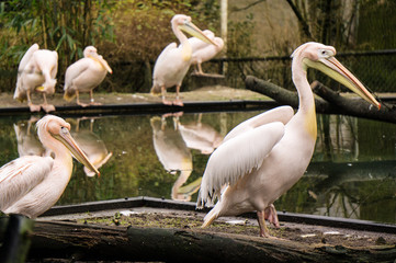 Great white pelican at Burgers' Zoo in Arnhem, the Netherlands