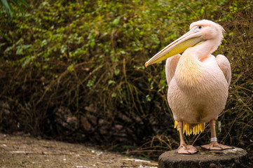 Great white pelican at Burgers' Zoo in Arnhem, the Netherlands