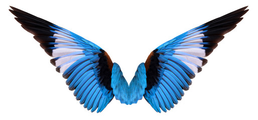 Fototapeta na wymiar winged bird isolated on white background