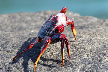 rote_Klippenkrabbe