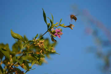 branch of a tree on background of blue sky