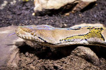 Reticulated python at Burgers' Zoo in Arnhem, the Netherlands