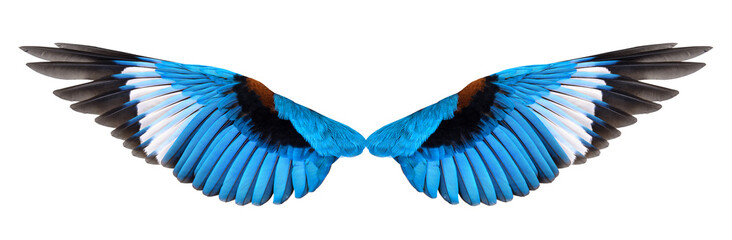 Obraz premium Blue winged bird isolated on white background