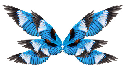 Fototapeta na wymiar Blue winged bird isolated on white background