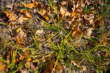 natural background, green grass sprout push through the red dry leaves