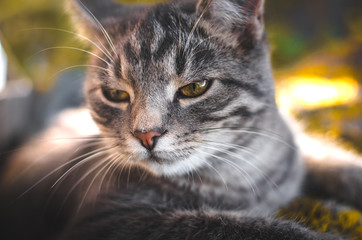 Close photo frame of gray tabby kitten