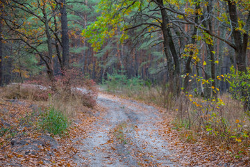 ground road in the autumn pine forest