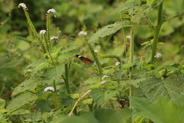 Butterfly in flying around in wild bushes