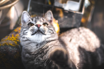 A kitten is played with an autumn leaf while lying in the backyard