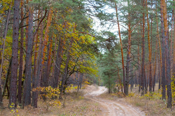 ground road in the autumn pine forest