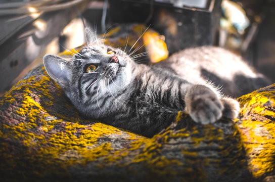 Warm and cozy photos of a gray tabby kitten in the backyard
