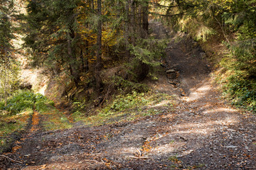  autumn pine and deciduous forests, sunbeams pass through the crowns