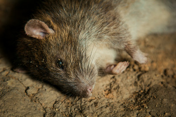 a big dead rat lies on cracked ground. pest and rodent poisoned by animal poison.