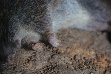 a big dead rat lies on cracked ground. pest and rodent poisoned by animal poison.