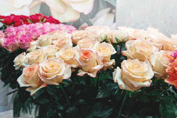 Bouquet of beautiful roses of two colors of pink roses with green petals in the center as a gift for birthday or mother's day closeup. Modern selection of pink varieties