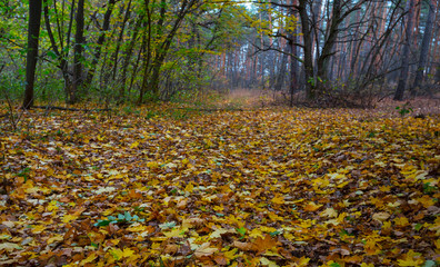 autumn forest glade covered by the red dry leaves, beautiful pale background