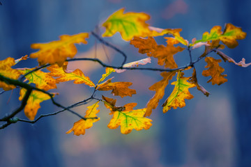 closeup red dry leaves on the tree branch, autumn natural background