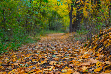 beautiful road covered by dry leaves in the autumn forest