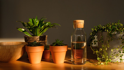 home plants on a wooden table in the sun. 