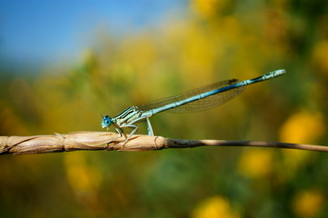 dragonfly on barbed wire