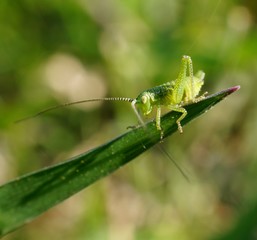 grasshopper on leaf