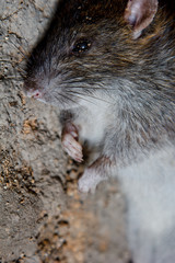a big dead rat lies on cracked ground. pest and rodent poisoned by animal poison.