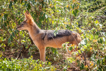 Black-backed jackal (Canis mesomelas) standing in the bush looking at the prey, Madikwe Game Reserve, South Africa.