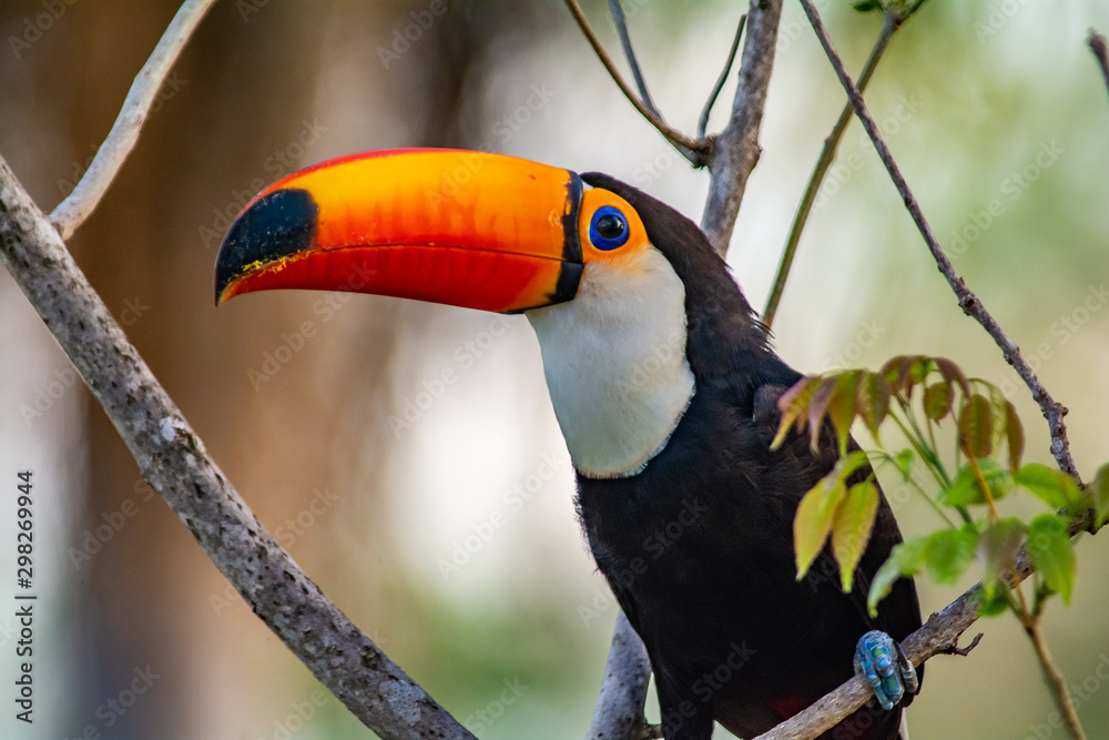 Wall mural toucan beak