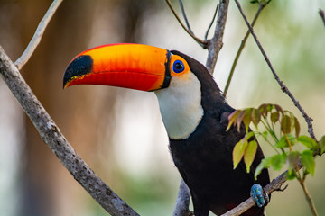 toucan beak © Tiffany