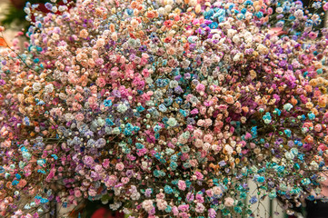 Floral beautiful colored background. Small colorful inflorescences of small flowers. Flowers Baby's Breath. Selective focus